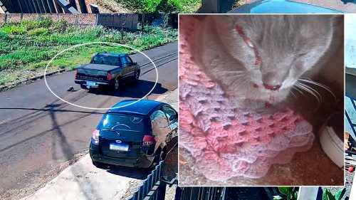 Gato é atropelado e família pede ajuda para custear atendimento veterinário
