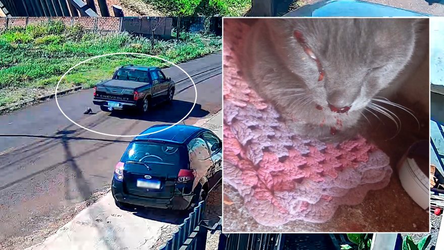 Gato é atropelado e família pede ajuda para custear atendimento veterinário