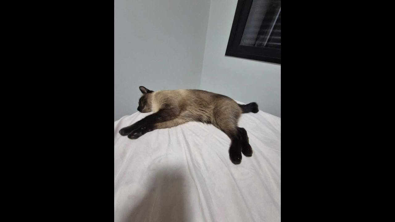 Gato BISCOITO desapareceu no bairro Neva