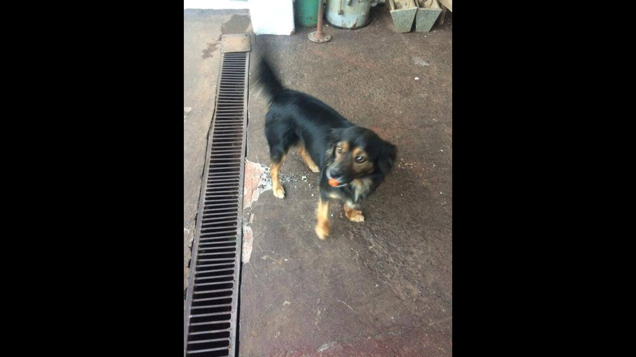 Cachorra Polly desapareceu no bairro São Cristóvão