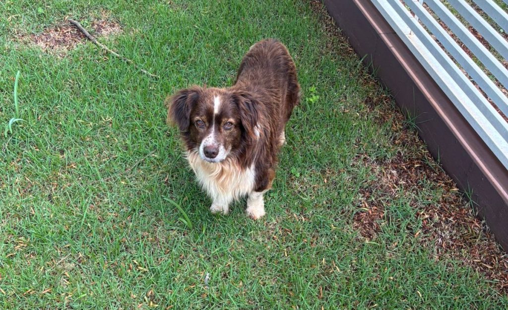 Cachorro foi encontrado no Jardim Nova York, em Cascavel