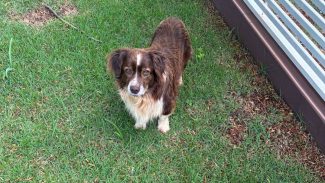 Cachorro foi encontrado no Jardim Nova York, em Cascavel Imagem referente a Cachorro foi encontrado no Jardim Nova York, em Cascavel