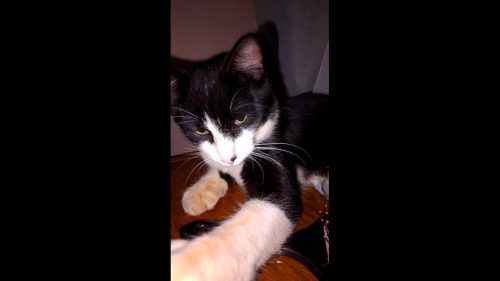 Gato Floquinho desapareceu no bairro Coqueiral Gato Floquinho desapareceu no bairro Coqueiral