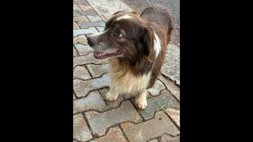 Cachorro é encontrado no bairro Nova York Cachorro é encontrado no bairro Nova York