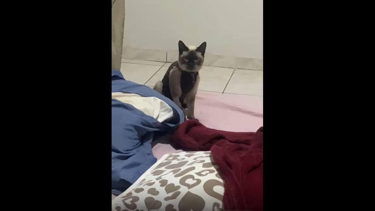 Gata Mel desapareceu no bairro Guarujá