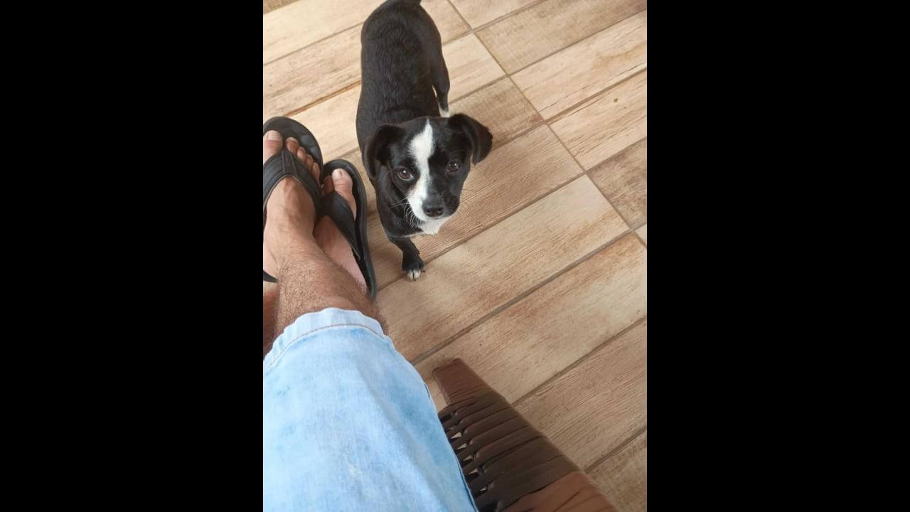 Cachorra é encontrada no bairro Brasília