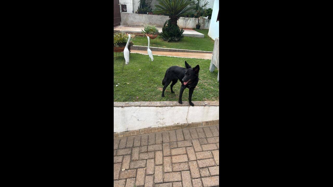 Cachorra Princesa desapareceu no bairro Parque São Paulo