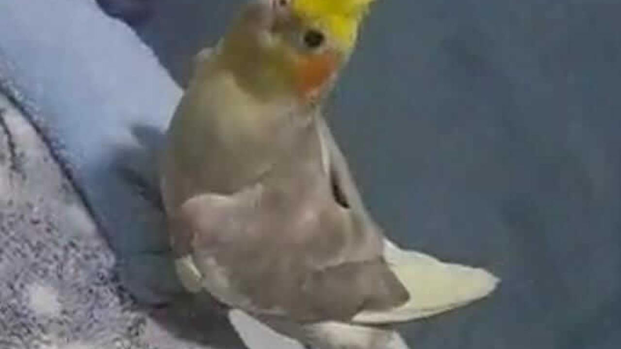 Calopsita Gody desapareceu no bairro Tarumã