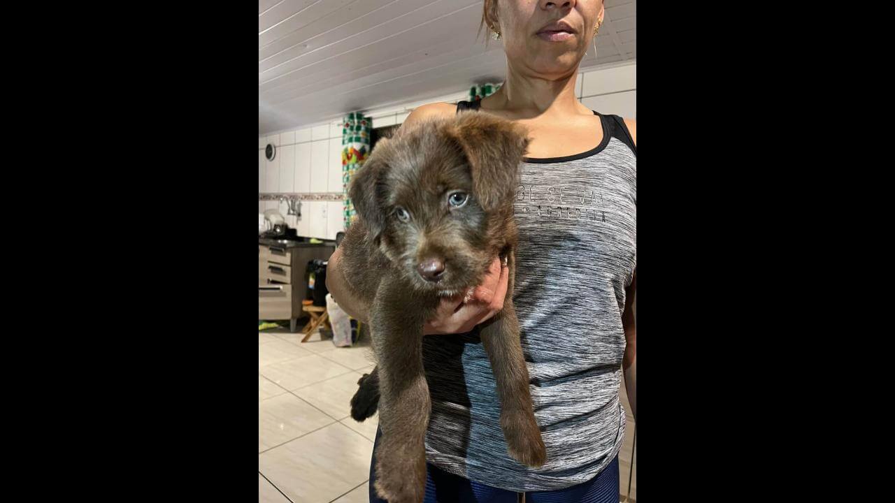 Cachorro é encontrado no bairro Brasília Cachorro é encontrado no bairro Brasília