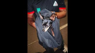 Imagem referente a Cachorro é encontrado no bairro Neva