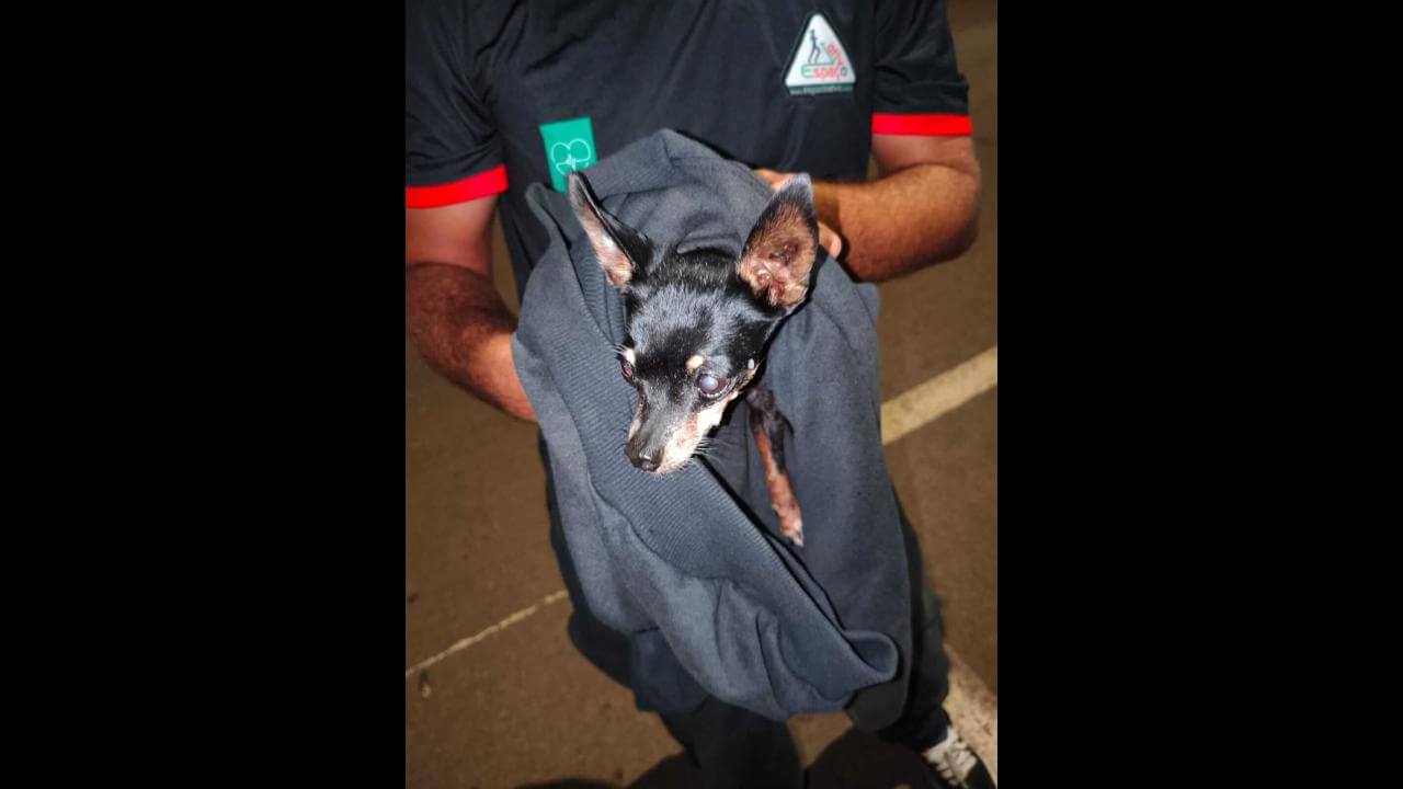 Cachorro é encontrado no bairro Neva Cachorro é encontrado no bairro Neva