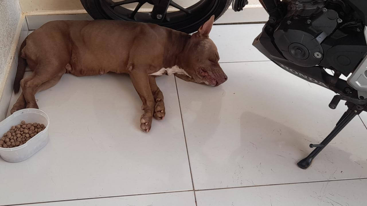 Cachorra Mel desapareceu no bairro Barcelona Cachorra Mel desapareceu no bairro Barcelona