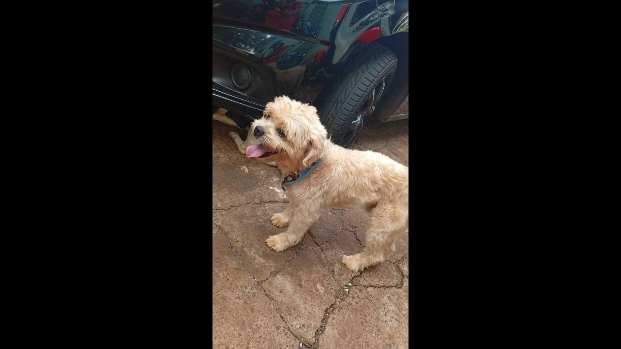 Cachorro é encontrado no bairro Brasmadeira Cachorro é encontrado no bairro Brasmadeira