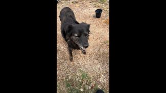 Imagem referente a Cachorra é encontrada no bairro Pioneiros Catarinenses