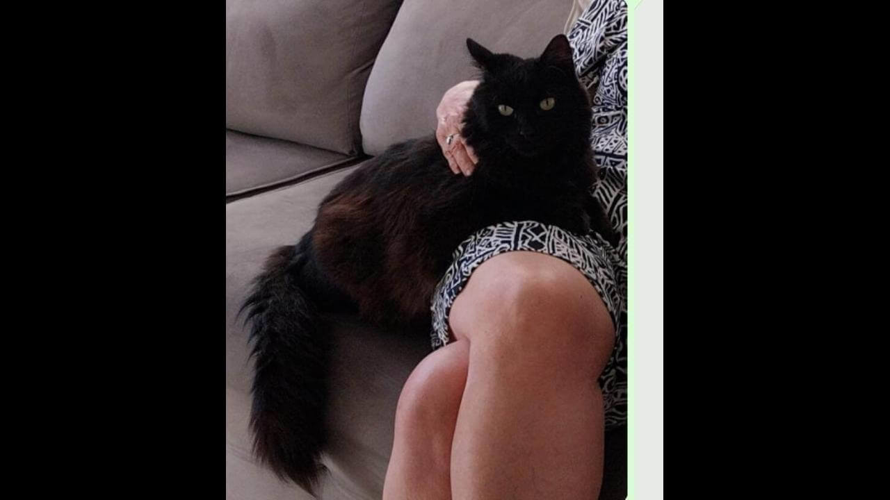 Gato Neo desapareceu no bairro Canadá