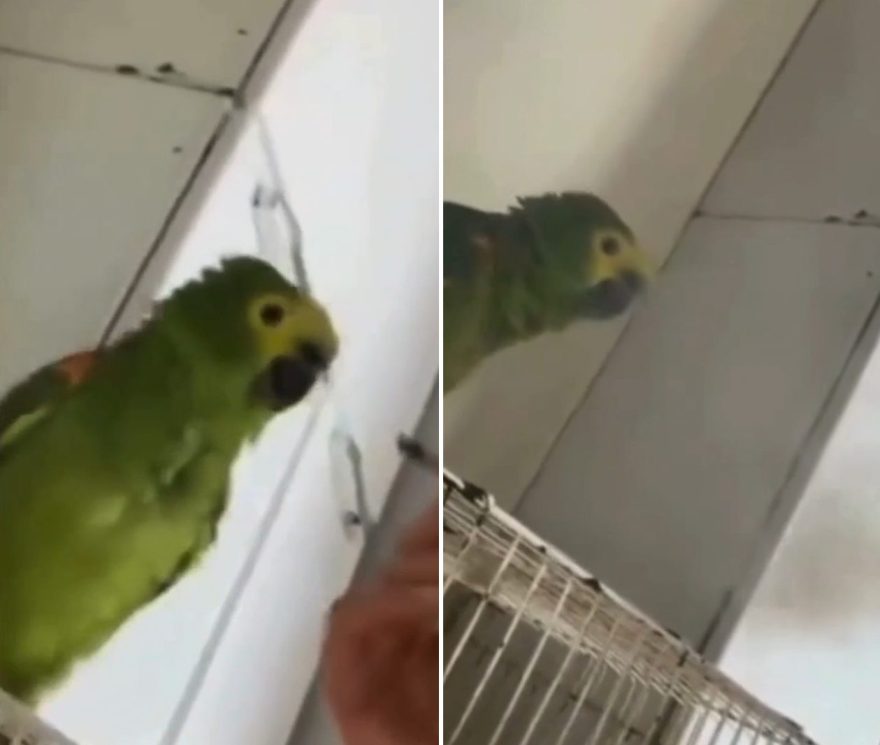 Mulher é detida no Paraná após postar vídeo soprando fumaça de maconha em papagaio