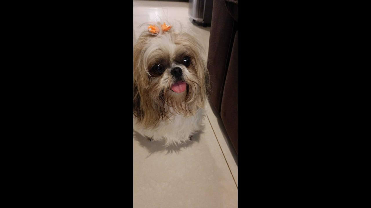 Cachorra é encontrada no bairro Fag Cachorra é encontrada no bairro Fag