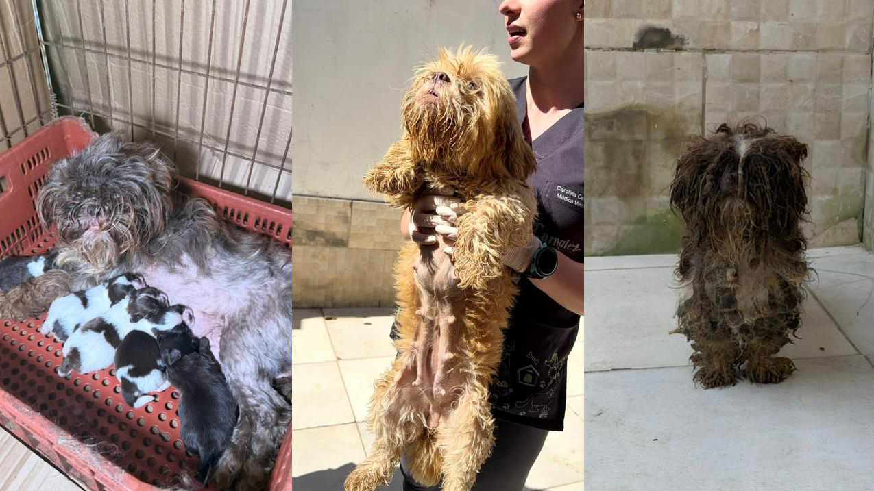 PCPR prende mulher em flagrante e resgata 80 animais em situação de maus-tratos em Curitiba PCPR prende mulher em flagrante e resgata 80 animais em situação de maus-tratos em Curitiba