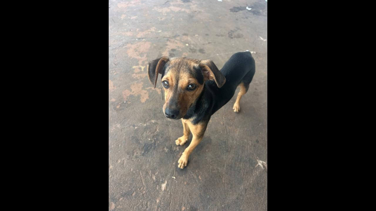 Cachorra é encontrada no bairro Periolo Cachorra é encontrada no bairro Periolo