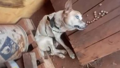 Imagem referente a Com a traqueia quebrada, cachorro é vítima de maus tratos em Cascavel