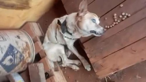 Com a traqueia quebrada, cachorro é vítima de maus tratos em Cascavel