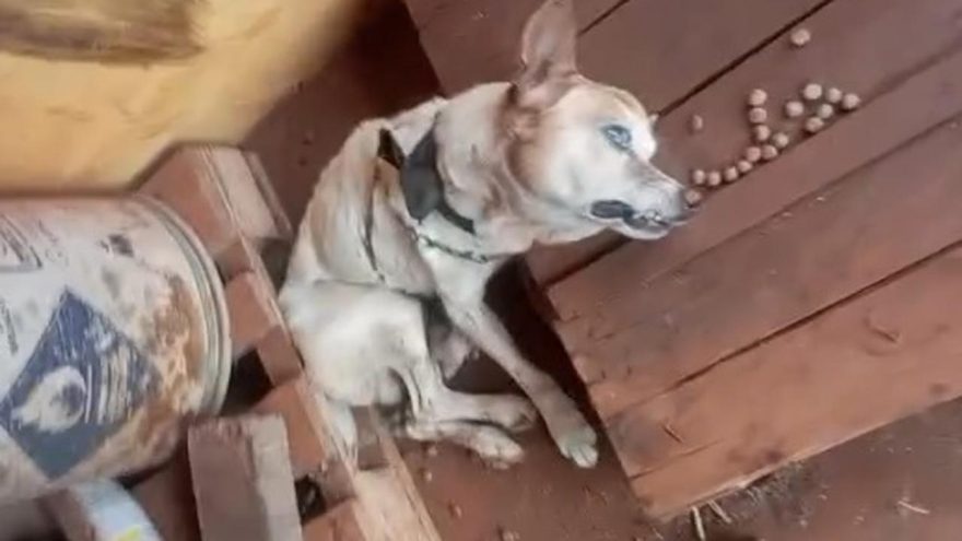 Com a traqueia quebrada, cachorro é vítima de maus tratos em Cascavel