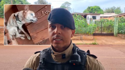 Tutor de cachorro com traqueia quebrada foi localizado, afirma Tenente de Jesus