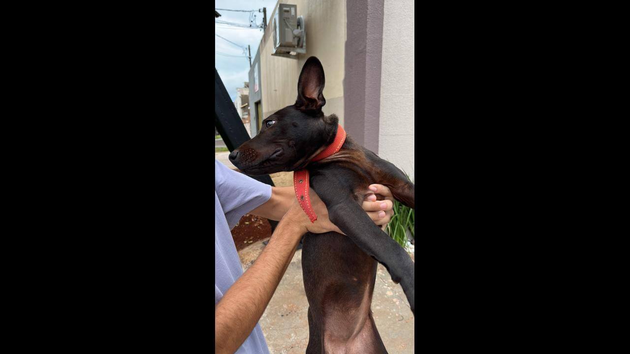 Cachorro é encontrado no bairro Cancelli
