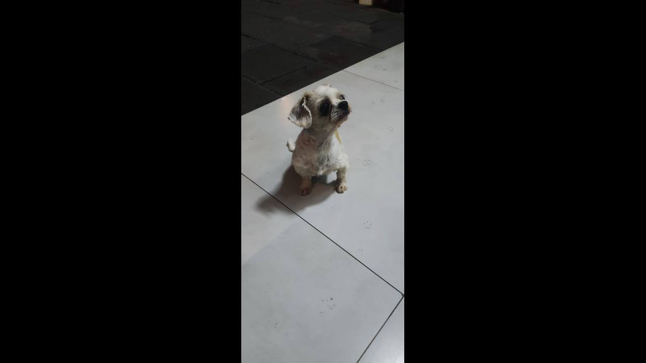 Cachorra é encontrada no bairro Parque São Paulo