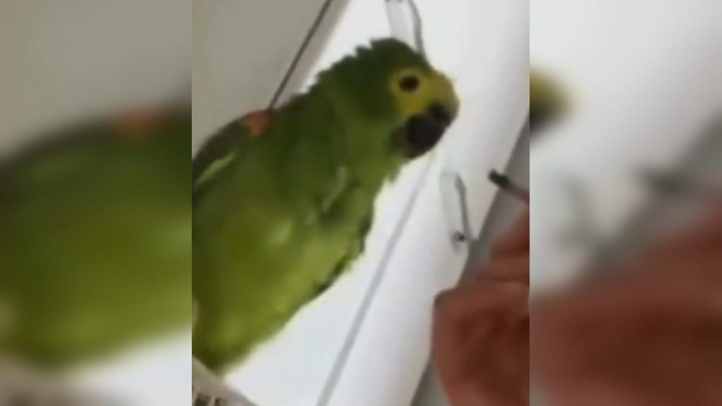 Mulher é presa por maus-tratos após soprar fumaça de maconha em papagaio
