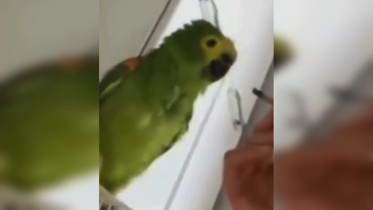 Mulher é presa por maus-tratos após soprar fumaça de maconha em papagaio Mulher é presa por maus-tratos após soprar fumaça de maconha em papagaio