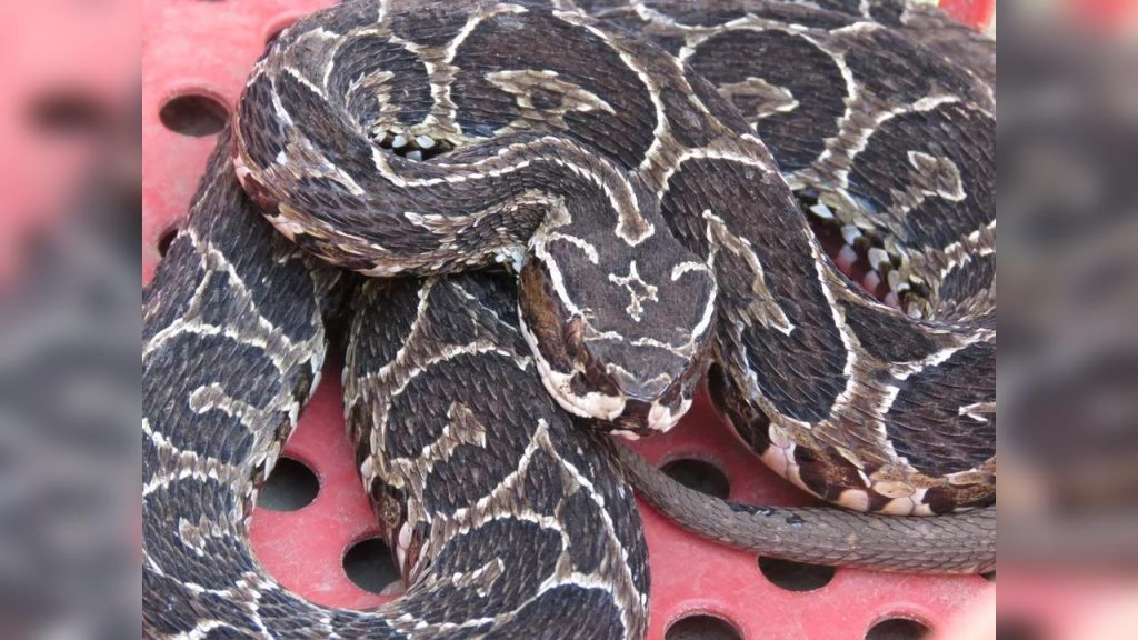 Criança é picada por urutu-cruzeiro enquanto usava bebedouro em balneário de Umuarama