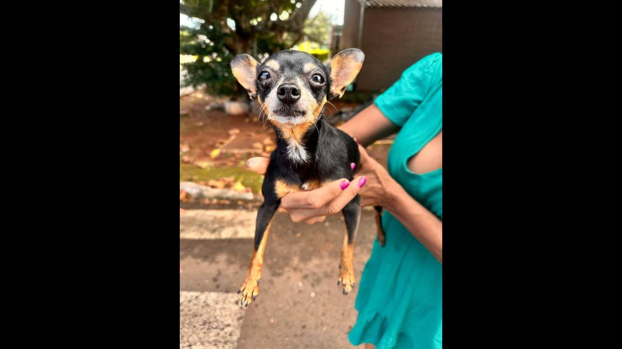 Cachorra é encontrada no bairro Periolo