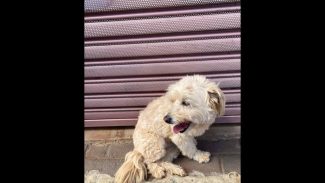 Imagem referente a Cachorra é encontrada no bairro Parque Verde