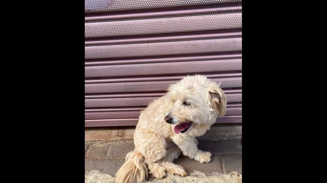 Cachorra é encontrada no bairro Parque Verde Cachorra é encontrada no bairro Parque Verde