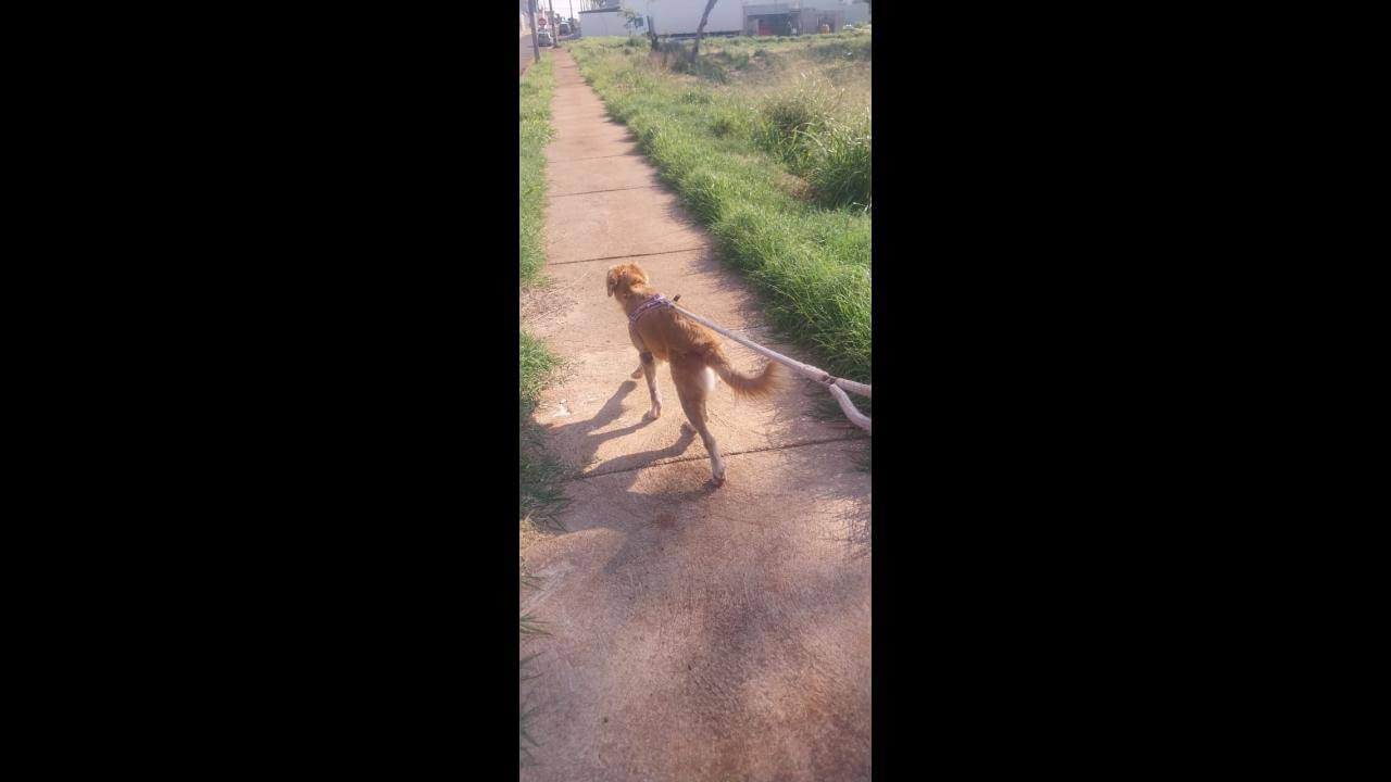 Cachorra Mel desapareceu no bairro Maria Luiza Cachorra Mel desapareceu no bairro Maria Luiza