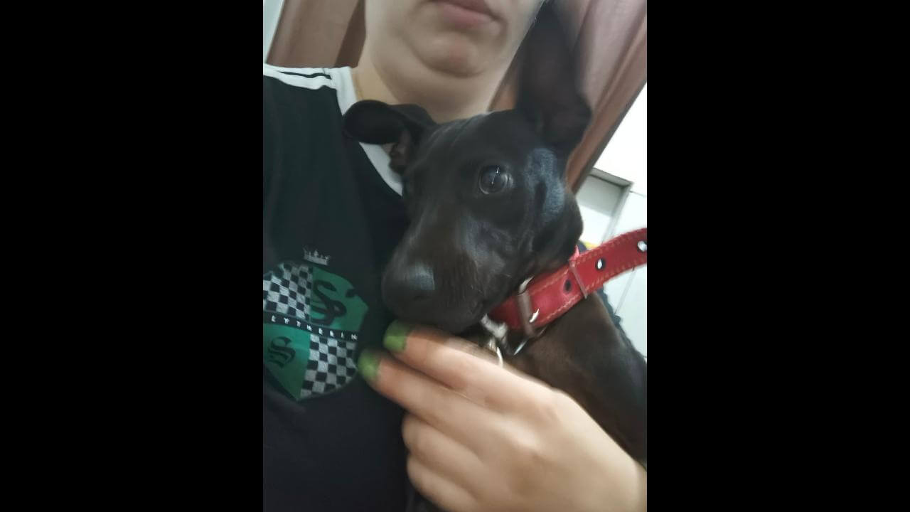Cachorra é encontrada no bairro Cancelli Cachorra é encontrada no bairro Cancelli