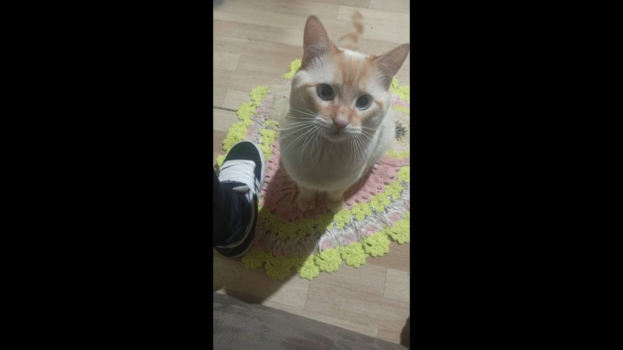 Gato Tom desapareceu no bairro Brasília