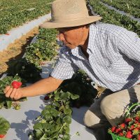 Imagem referente a Agricultores com perda de produção começam a receber o Garantia-Safra