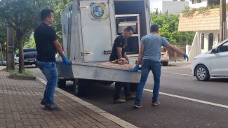 Corpo de idosa encontrado em apartamento é recolhido pela Polícia Científica em Cascavel