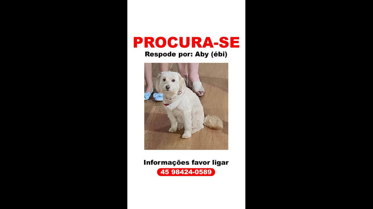 Cachorra eby desapareceu no bairro Recanto Tropical