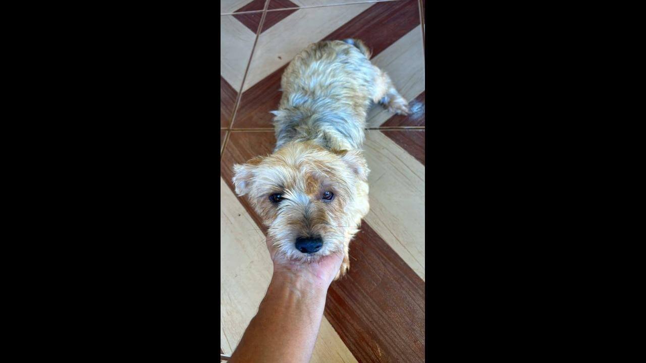 Cachorra Sumiu no bairro coqueiral desapareceu no bairro Coqueiral