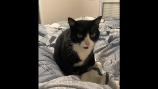 Imagem referente a Gata desapareceu no bairro Maria Luiza