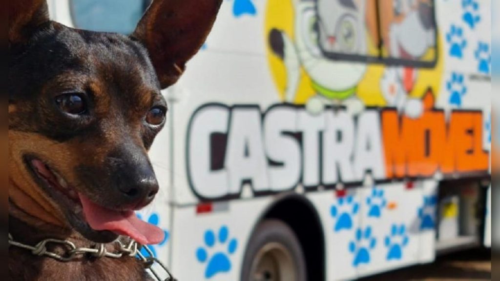 Município divulga resultado de credenciamento para castração de pets