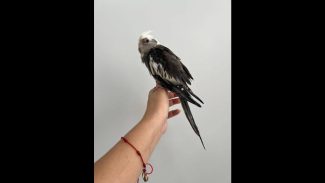 Imagem referente a Calopsita é encontrado no bairro Vila Tolentino