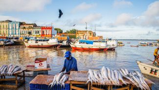 Peixes contaminados trazem riscos à saúde de ribeirinhos na Amazônia
