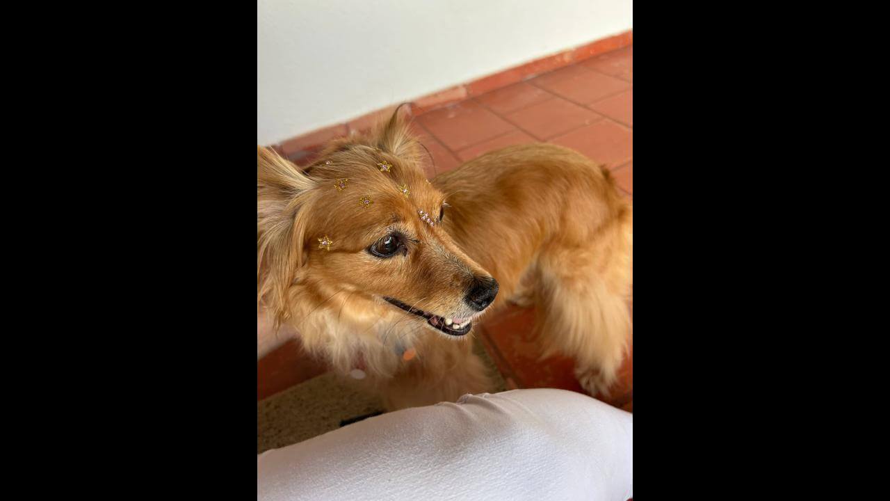 Cachorra é encontrada no bairro Country