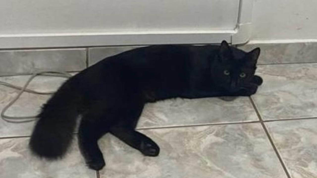 Gato Felix desapareceu no bairro Neva