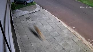 Câmera registra áudio de violento impacto em acidente com morte no Parque Verde, em Cascavel