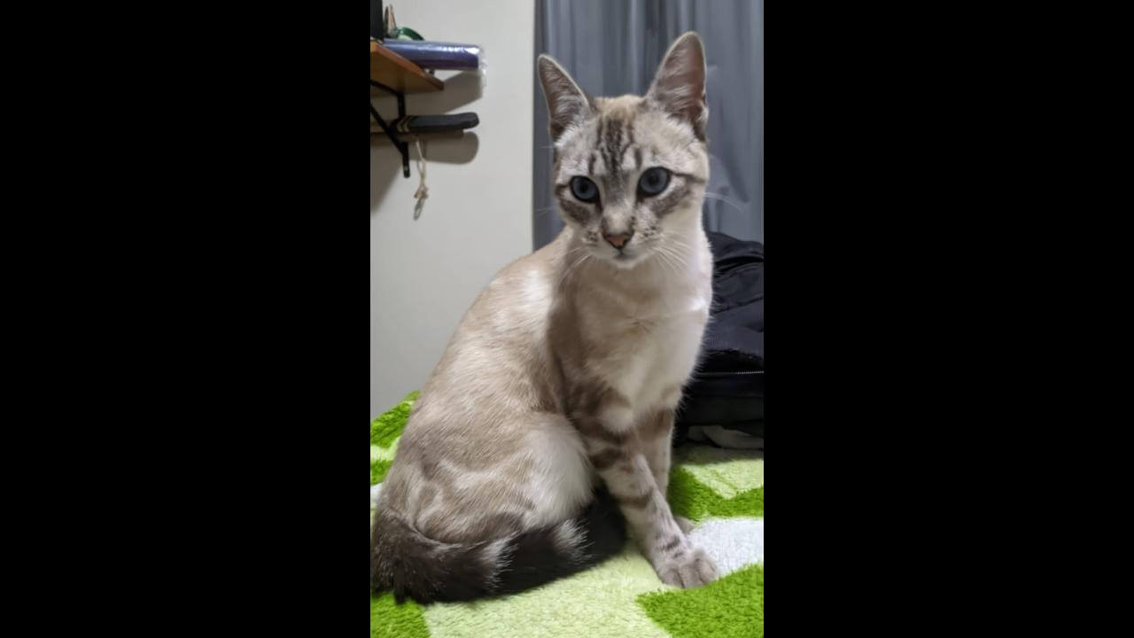 Gato Tico desapareceu no bairro Itália Gato Tico desapareceu no bairro Itália